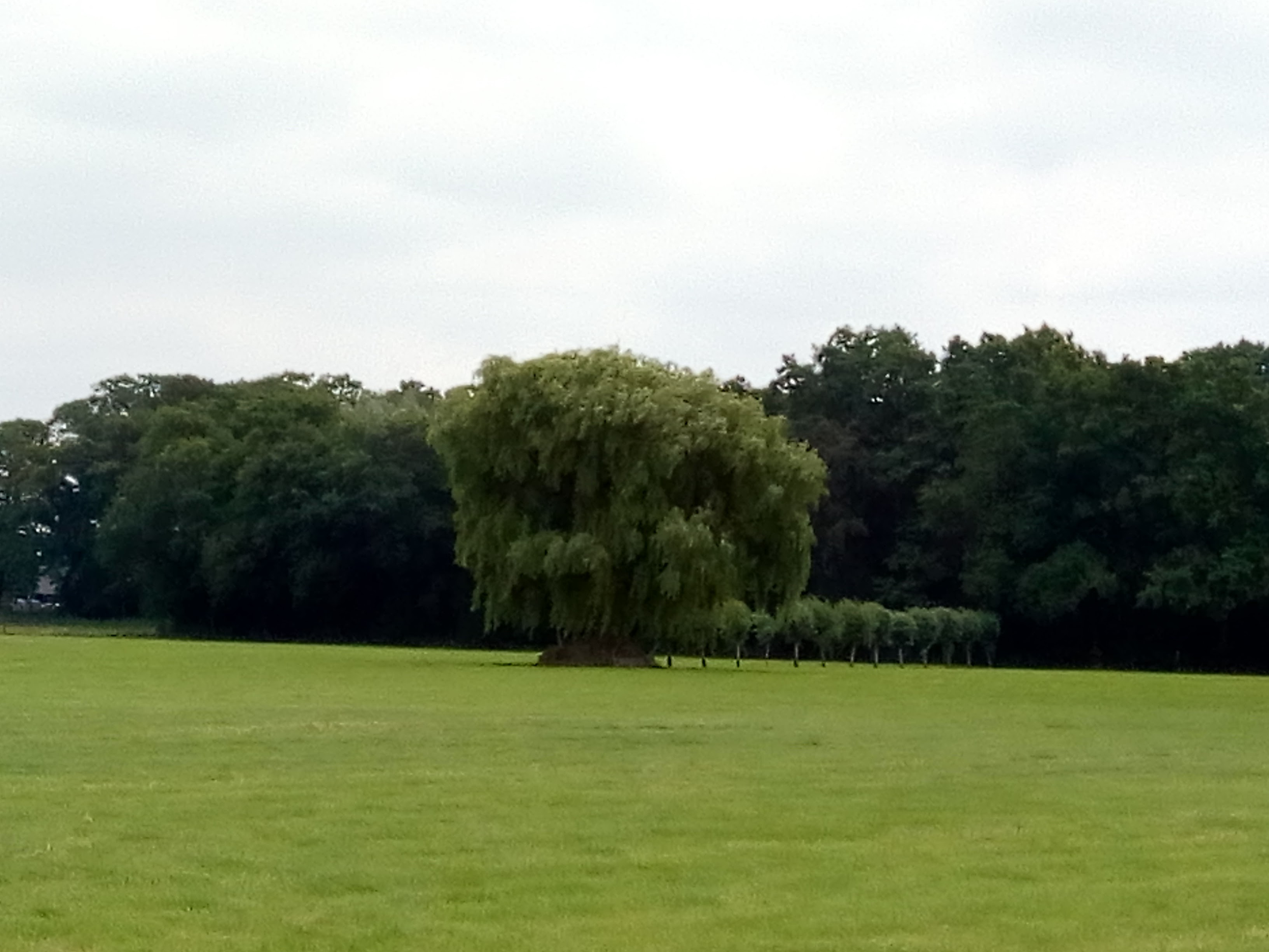 Grote boom in een weiland bij de Schoolhuisweg